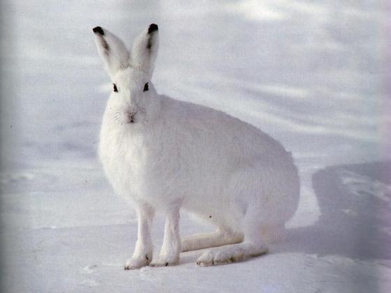 A white mountain hare